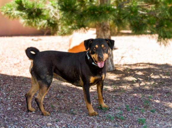 TRINITY, Adoptable, Young Female Mixed Breed.