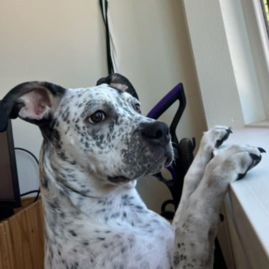 Optimistic Oreo, Adoptable, Puppy Female Catahoula Leopard Dog & American Bulldog.