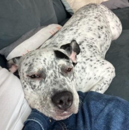 Optimistic Oreo, a Adoptable mixed breed in La Center, WA image 3/3