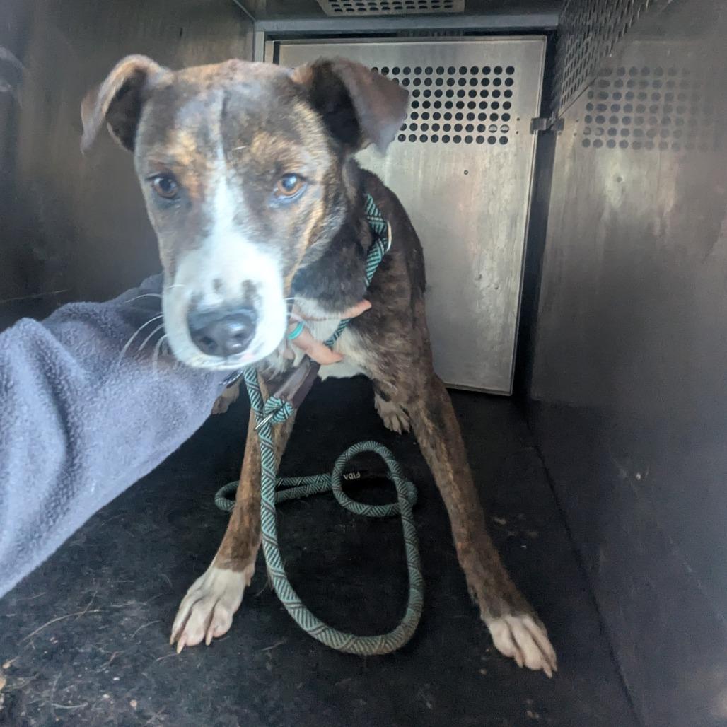 Enlarge Leroy, a Adoptable Terrier in Birmingham, AL image 1/2