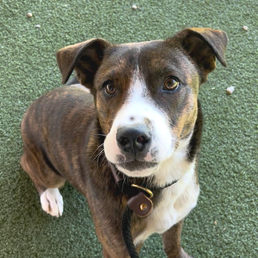 Enlarge Leroy, a Adoptable Terrier in Birmingham, AL image 2/2