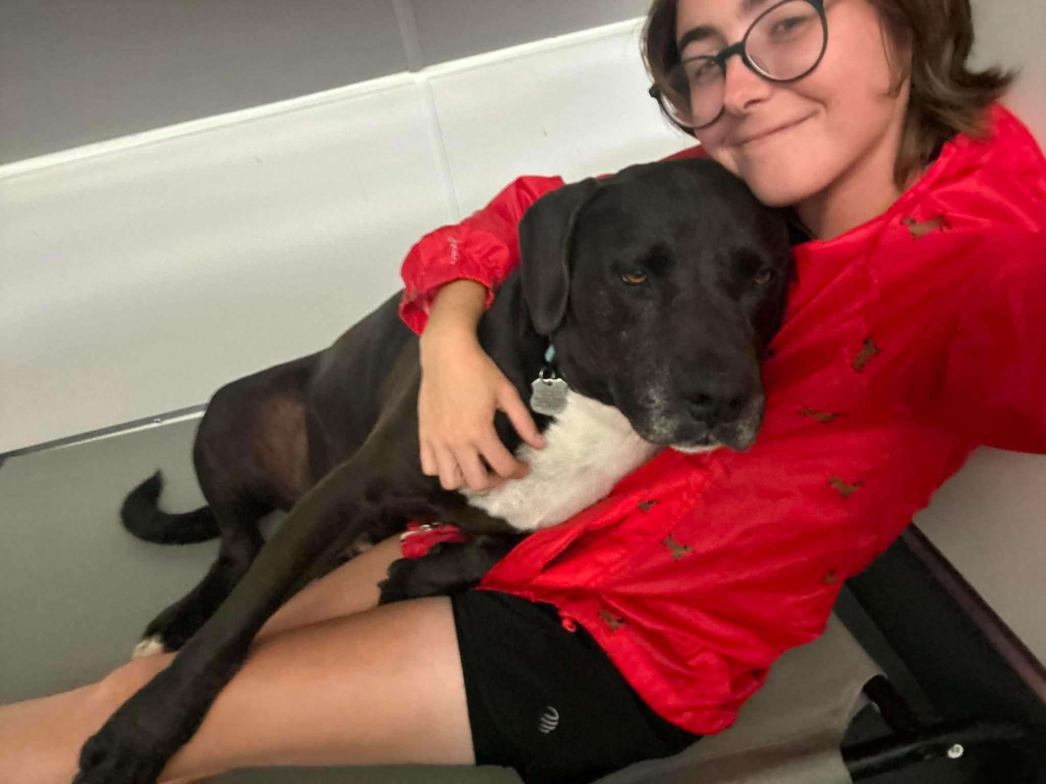 Enlarge Rock, a Adoptable mixed breed in Stamford, CT image 2/6