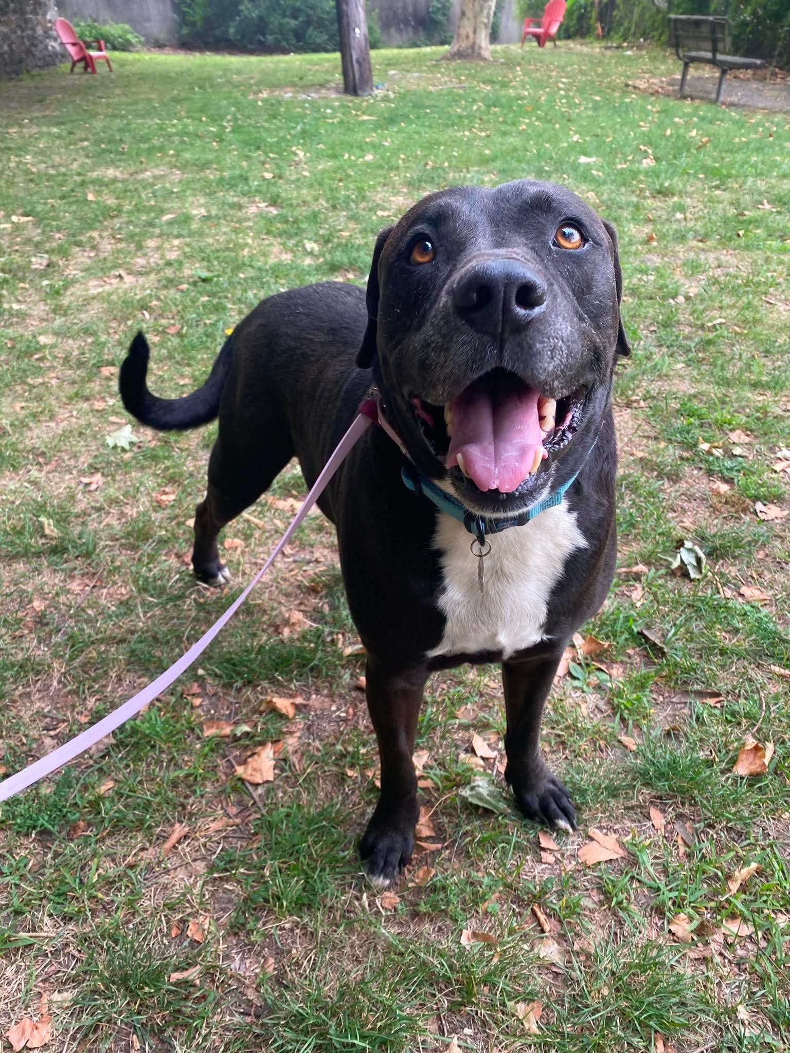 Enlarge Rock, a Adoptable mixed breed in Stamford, CT image 5/6