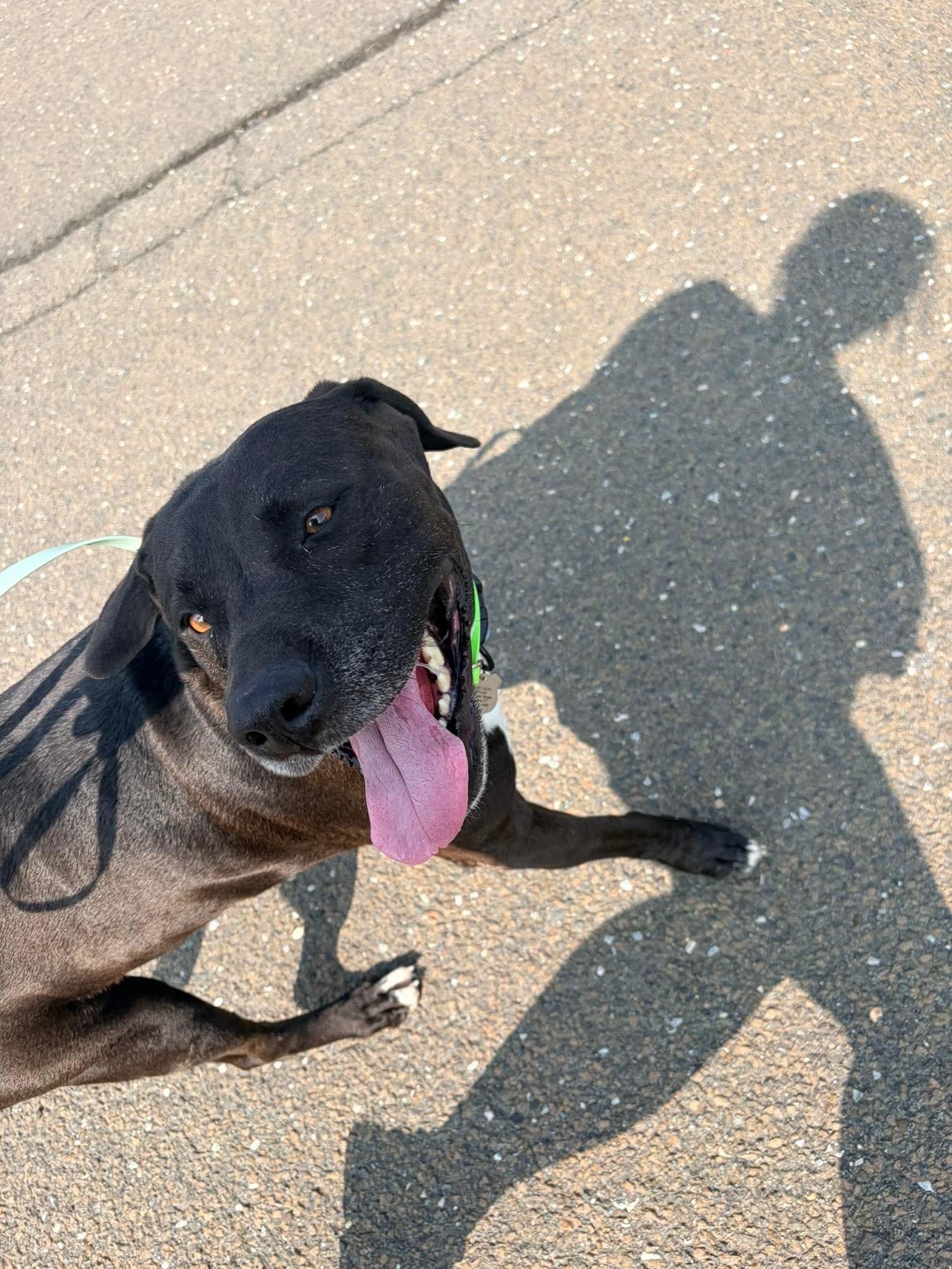 Enlarge Rock, a Adoptable mixed breed in Stamford, CT image 4/6