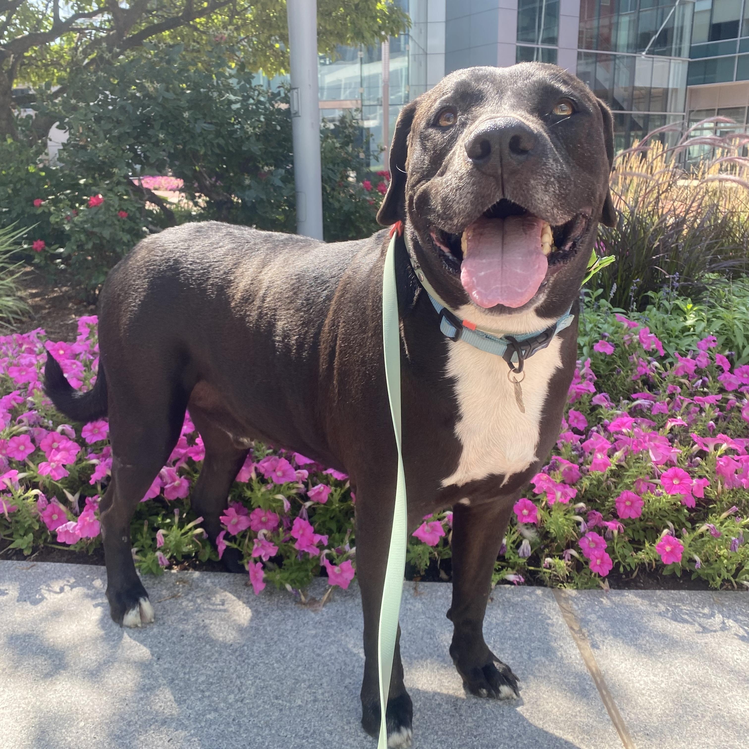 Rock, Adoptable, Adult Male Mixed Breed.