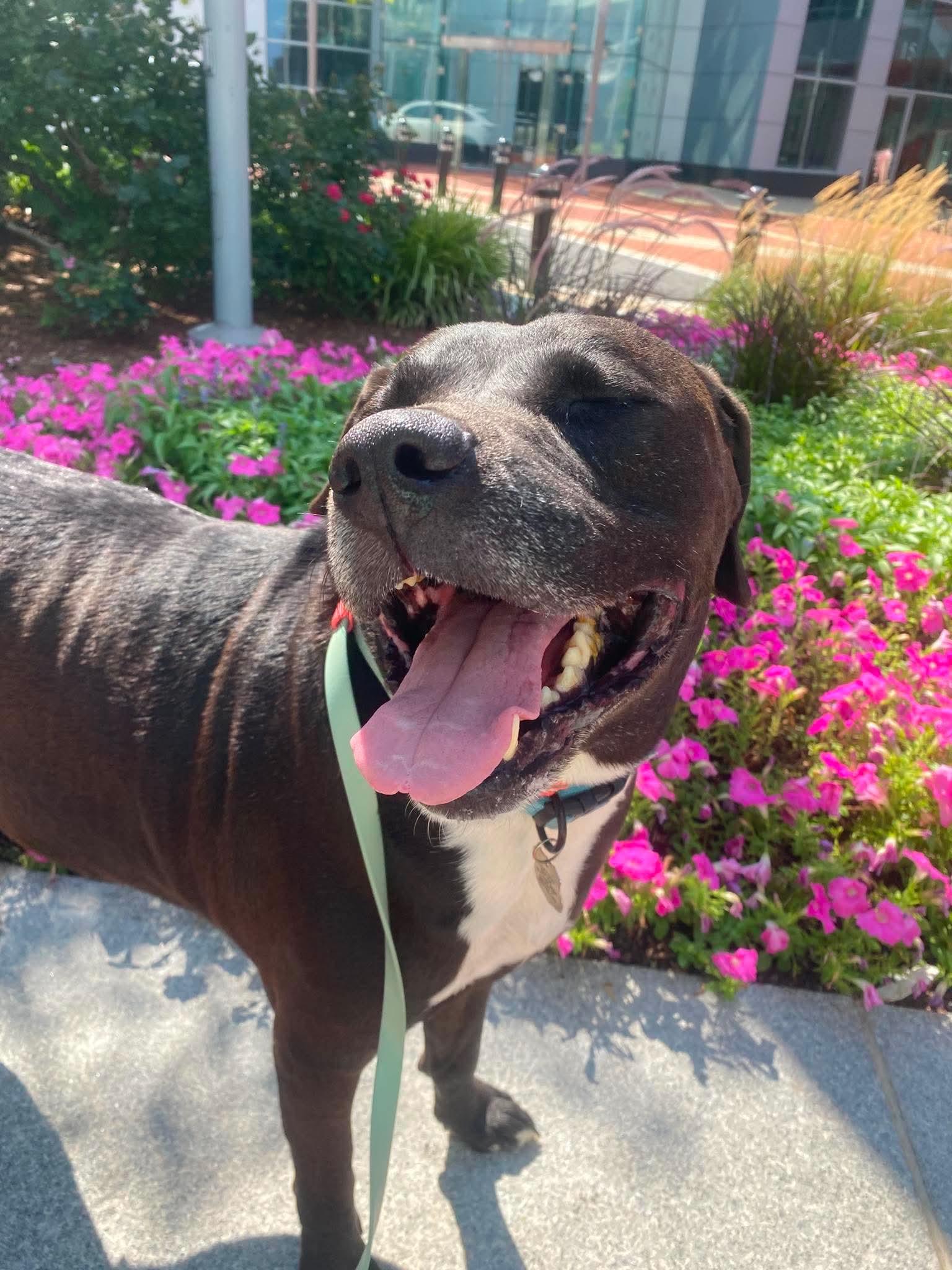 Enlarge Rock, a Adoptable mixed breed in Stamford, CT image 3/6