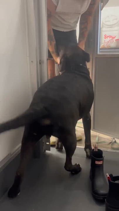 Enlarge Rock, a Adoptable mixed breed in Stamford, CT video 6/6