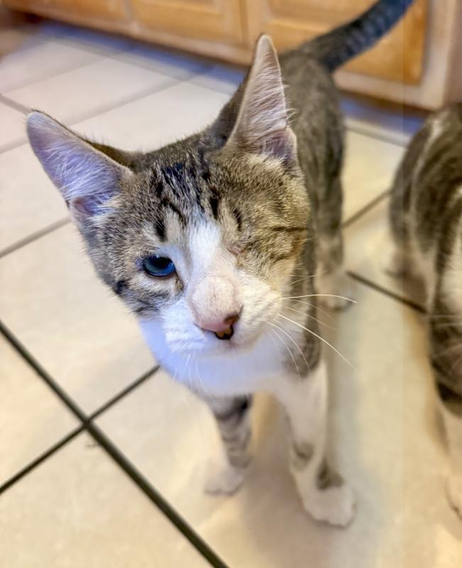 Ringo, Adoptable, Young Male Tabby & Domestic Short Hair.