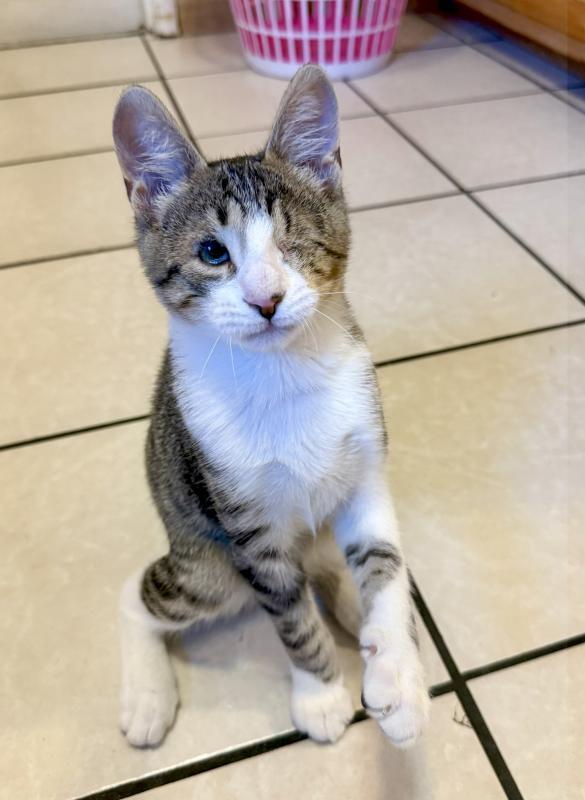 Enlarge Ringo, a Adoptable mixed breed in Sunnyvale, CA image 2/3