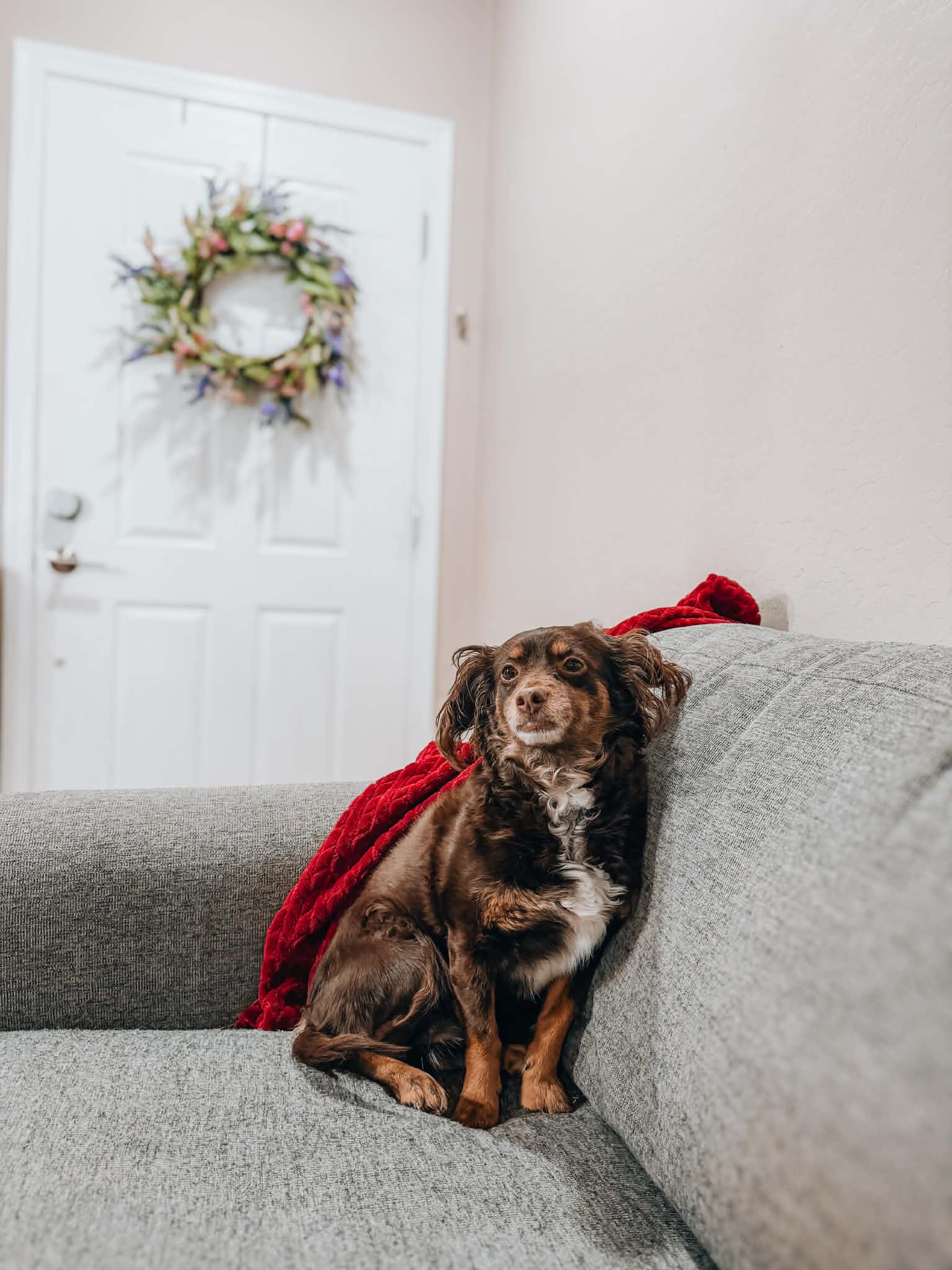 Enlarge Marla, a ADOPTABLE mixed breed in Goodyear, AZ image 1/1