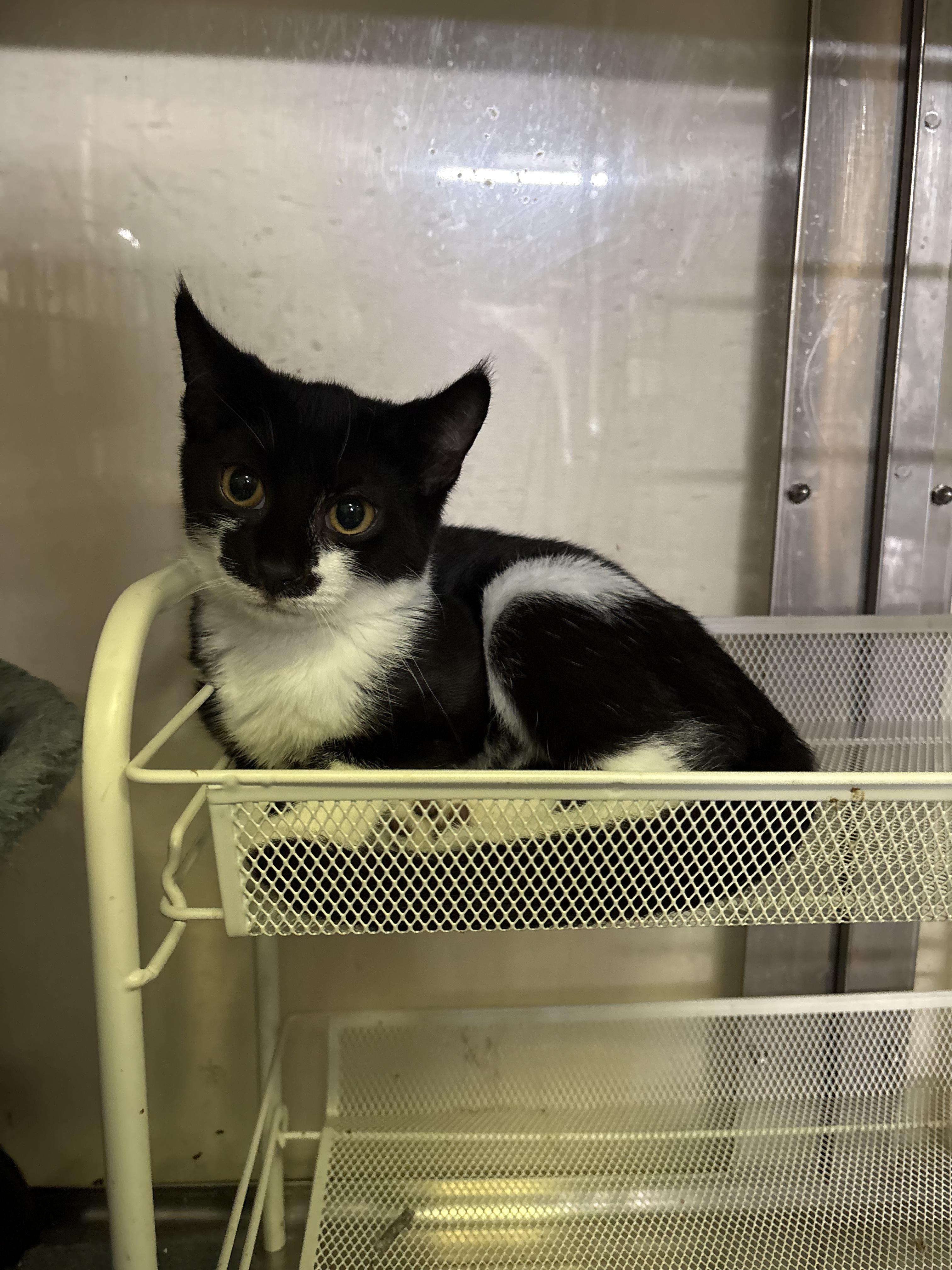 Red, Adoptable, Kitten Male Tuxedo.