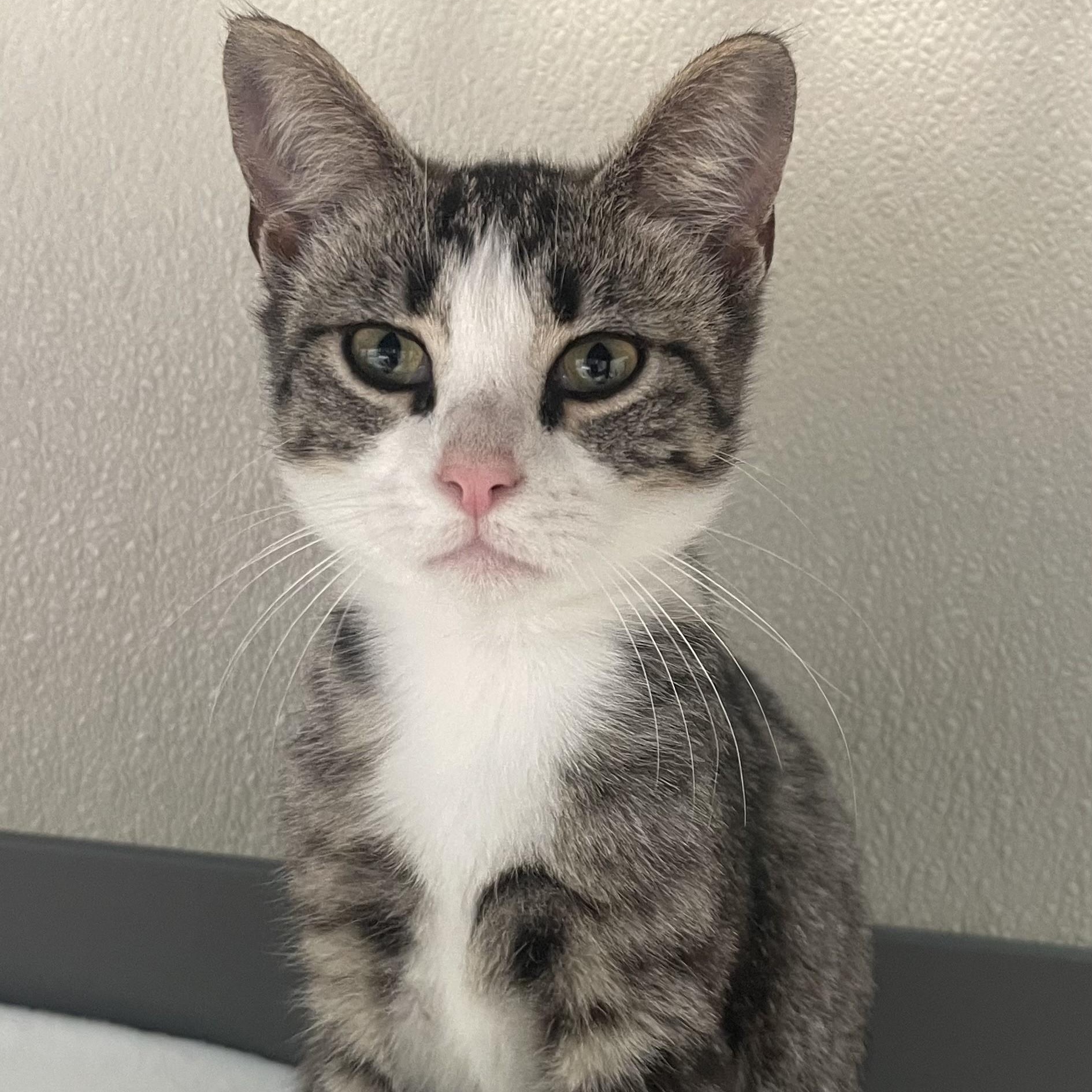 Enlarge Finch, a Adoptable Domestic Short Hair in New Philadelphia, OH image 1/1