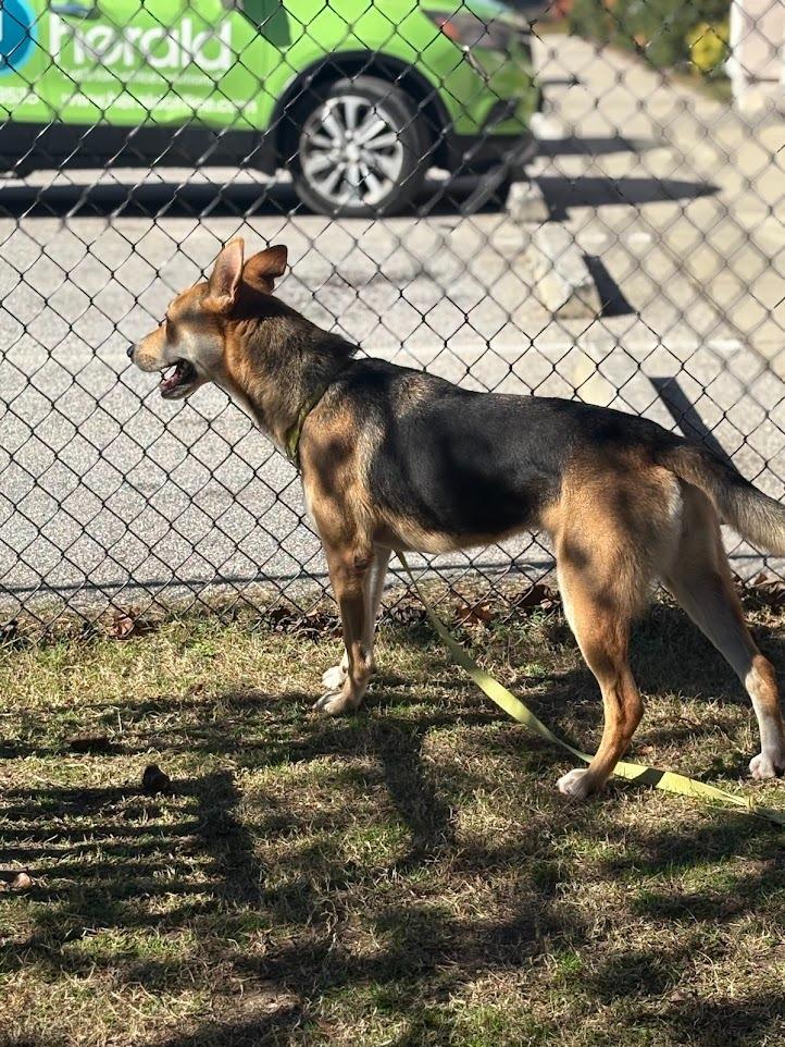 Reese, Adoptable, Adult Female Shepherd.