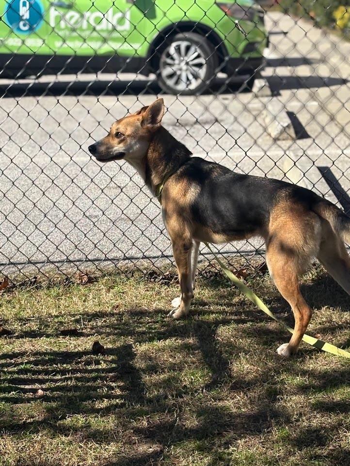 Enlarge Reese, a Adoptable Shepherd in Effingham, SC image 2/4