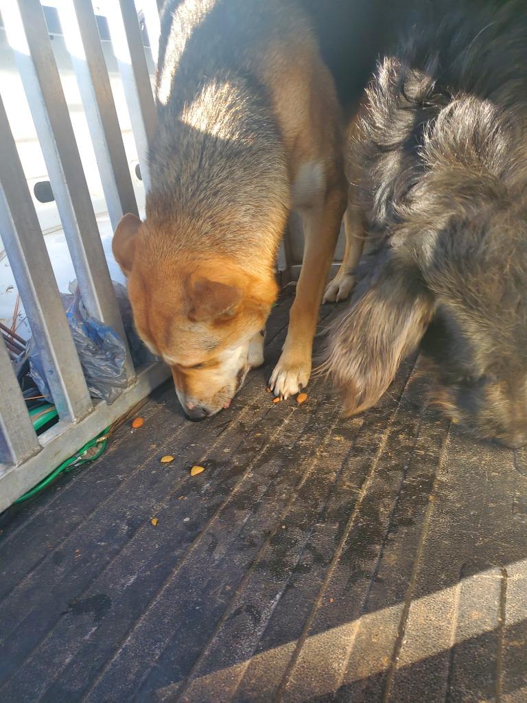 Enlarge Reese, a Adoptable Shepherd in Effingham, SC image 3/4