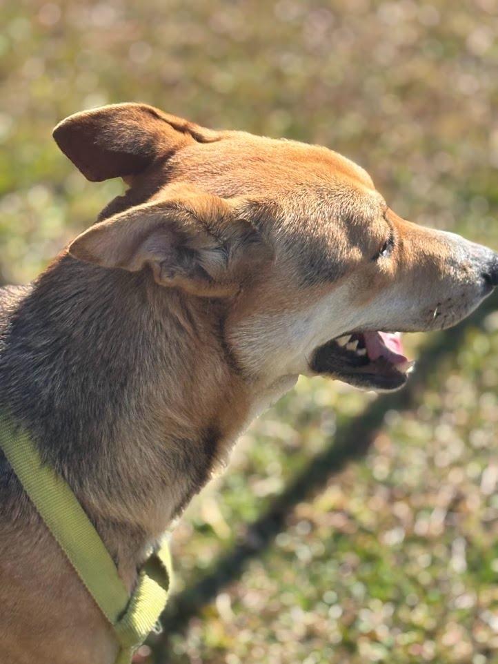 Enlarge Reese, a Adoptable Shepherd in Effingham, SC image 4/4