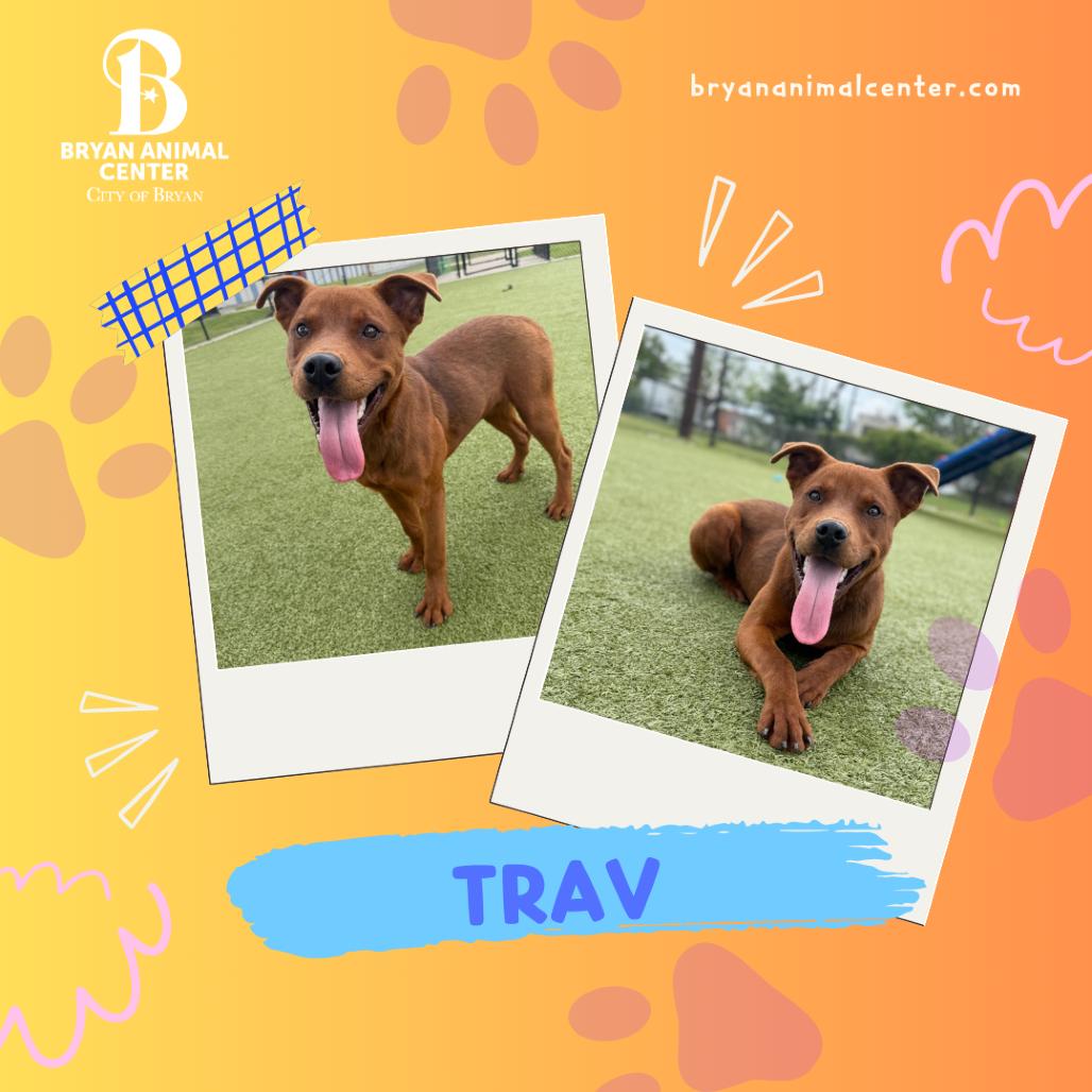 Trav, Adoptable, Young Male Mixed Breed.