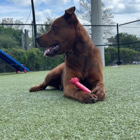 Enlarge Trav, a Adoptable Mixed Breed in Bryan, TX image 2/6