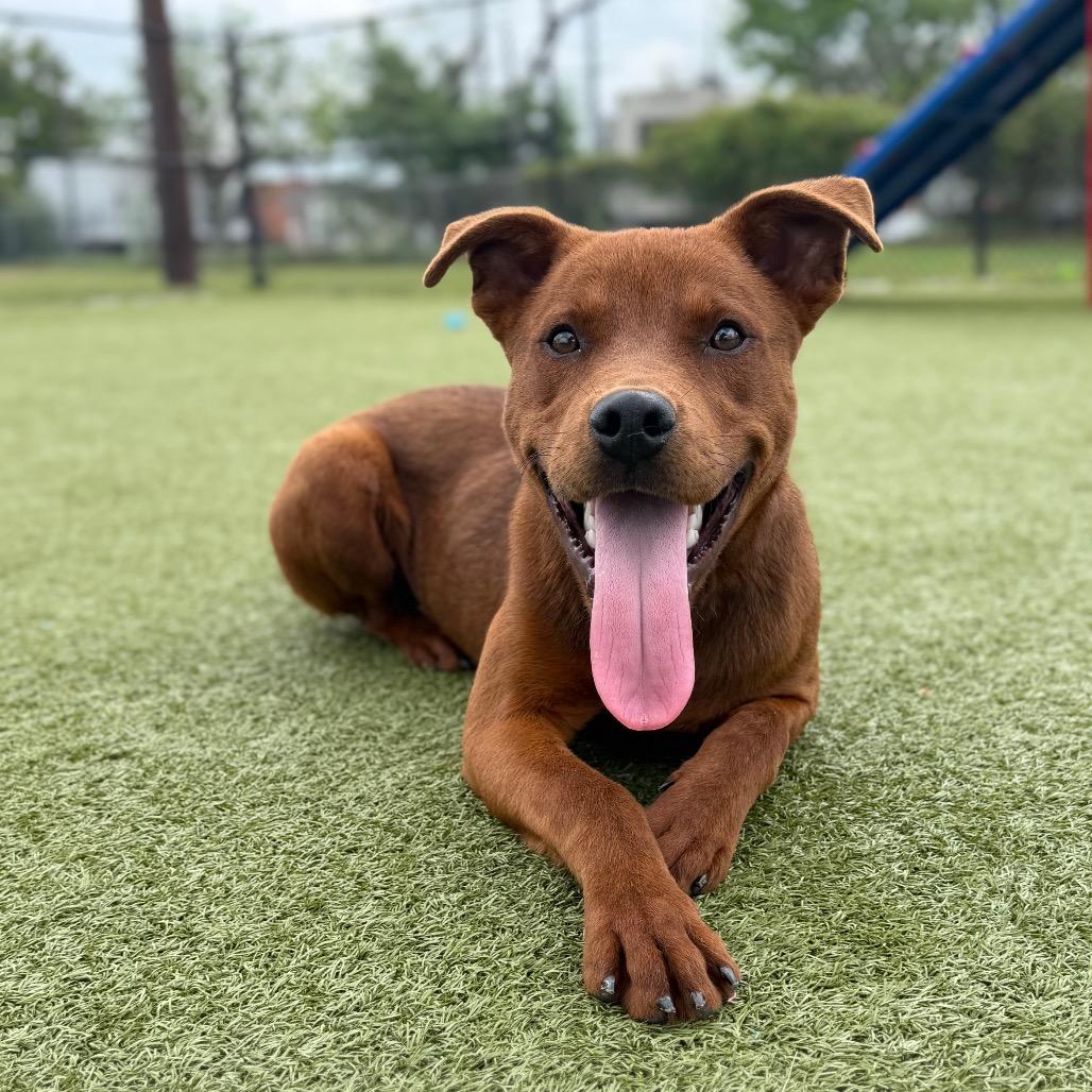 Enlarge Trav, a Adoptable Mixed Breed in Bryan, TX image 3/6