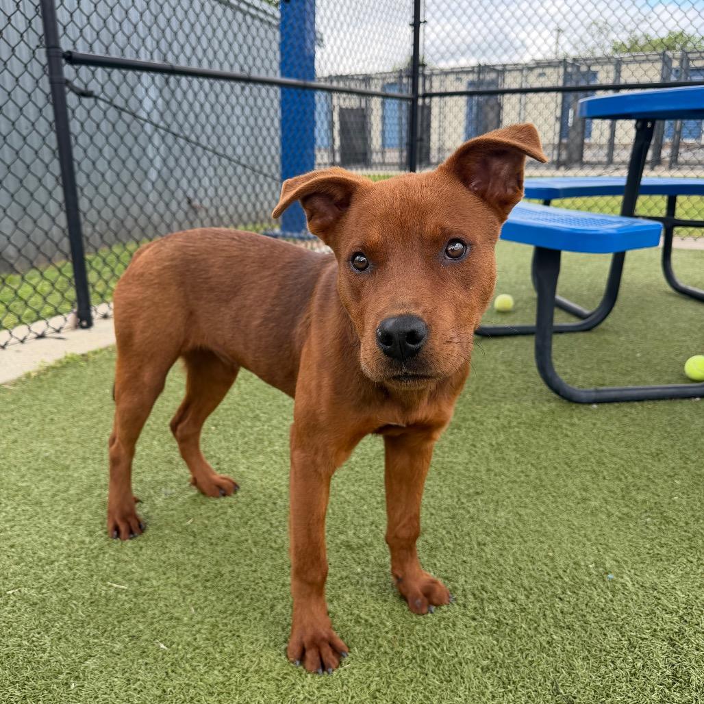 Enlarge Trav, a Adoptable Mixed Breed in Bryan, TX image 4/6