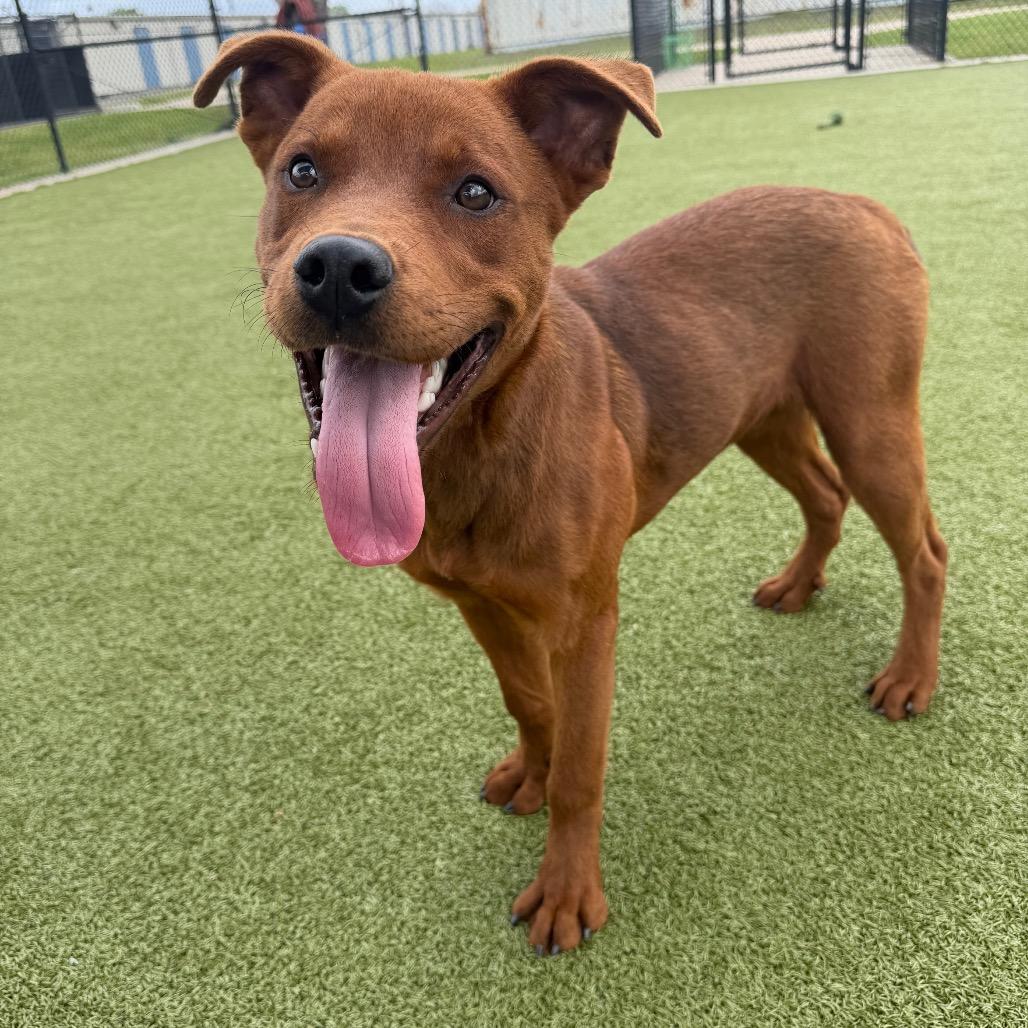 Enlarge Trav, a Adoptable Mixed Breed in Bryan, TX image 5/6