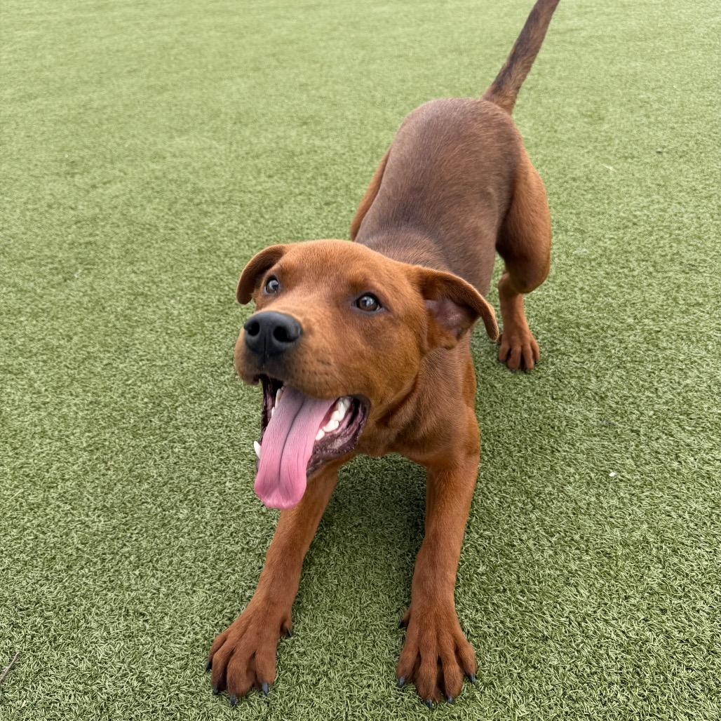 Enlarge Trav, a Adoptable Mixed Breed in Bryan, TX image 6/6