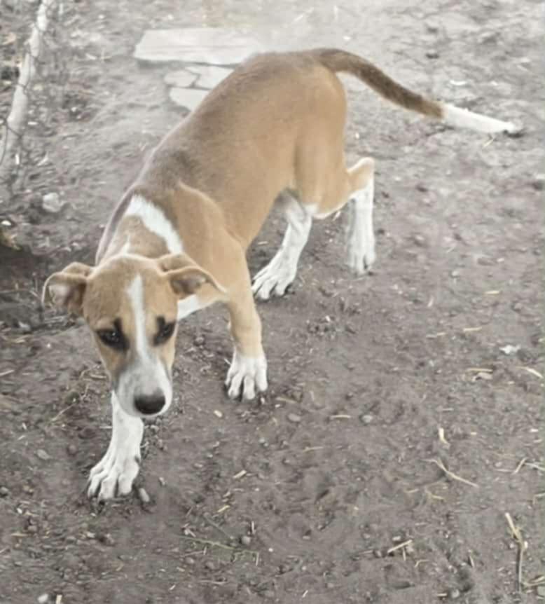 Teeter, a Adoptable Pit Bull Terrier in Minneapolis, MN image 2/3