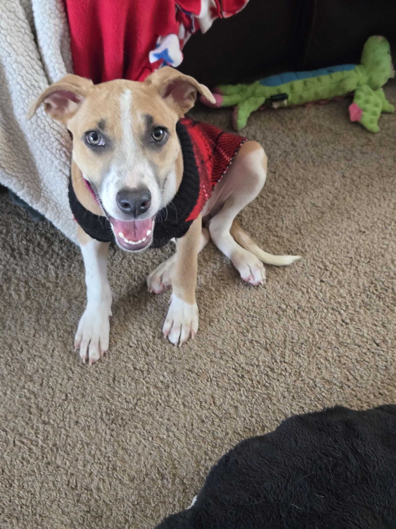 Teeter, a Adoptable Pit Bull Terrier in Minneapolis, MN image 2/3