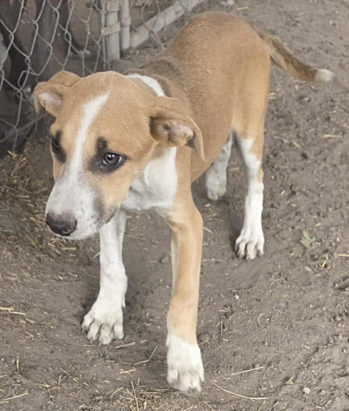 Teeter, a Adoptable Pit Bull Terrier in Minneapolis, MN image 3/3