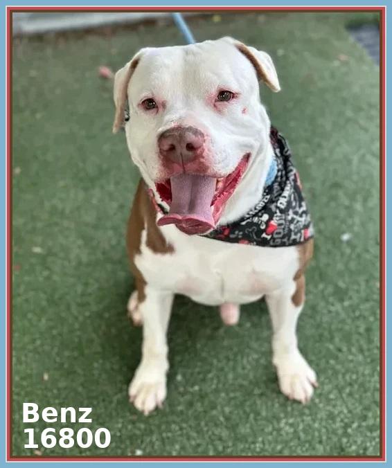 Enlarge BENZ (see also BEAMER and BENTLEY), a ADOPTABLE mixed breed in Marietta, GA image 1/6