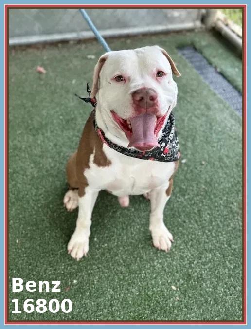 Enlarge BENZ (see also BEAMER and BENTLEY), a ADOPTABLE mixed breed in Marietta, GA image 6/6