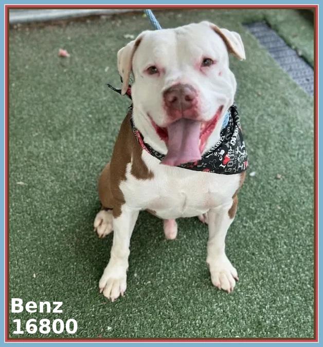 Enlarge BENZ (see also BEAMER and BENTLEY), a ADOPTABLE mixed breed in Marietta, GA image 5/6