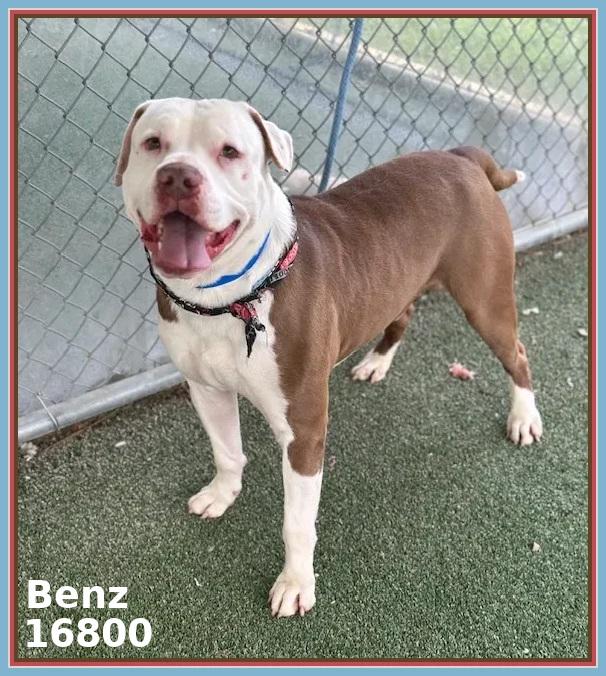 Enlarge BENZ (see also BEAMER and BENTLEY), a ADOPTABLE mixed breed in Marietta, GA image 3/6