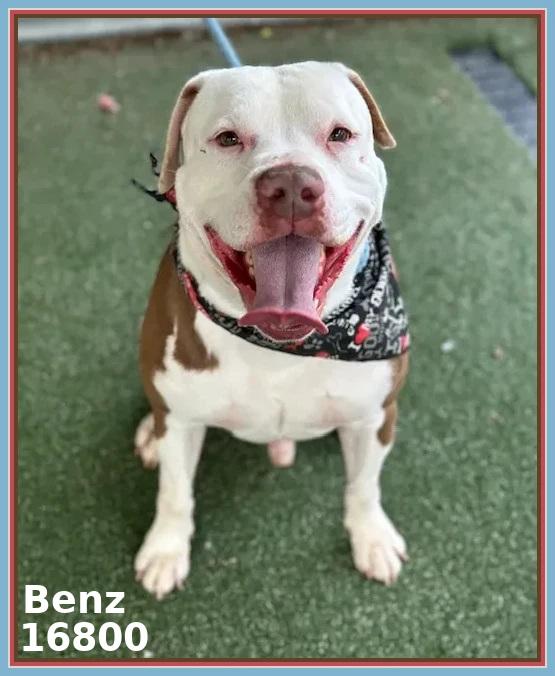 Enlarge BENZ (see also BEAMER and BENTLEY), a ADOPTABLE mixed breed in Marietta, GA image 2/6