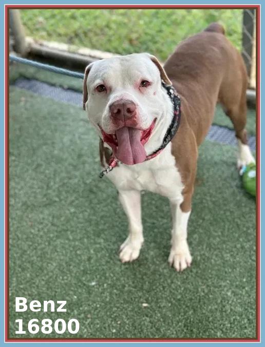 Enlarge BENZ (see also BEAMER and BENTLEY), a ADOPTABLE mixed breed in Marietta, GA image 4/6