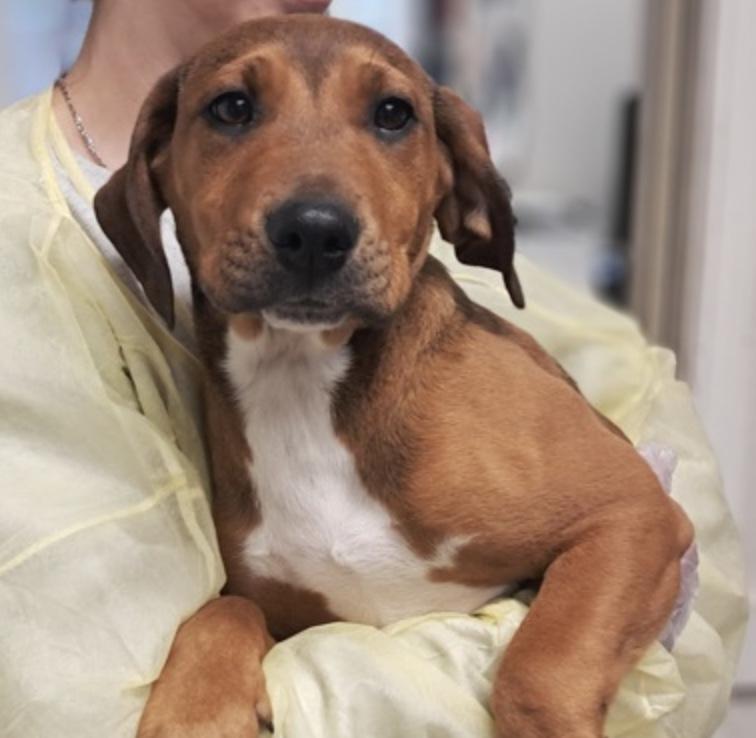 Mary, adopted, Puppy Female Labrador Retriever.