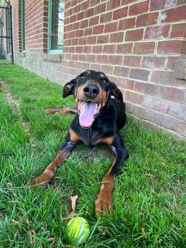 Enlarge Penny *CrossPost*, a Adopted Doberman Pinscher in Fairfax, VA image 1/1