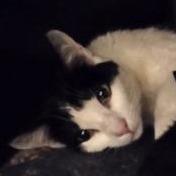 Janice, Adoptable, Adult Female Domestic Short Hair.