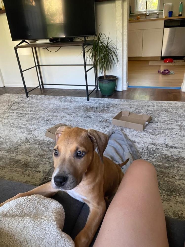 Regan, Adoptable, Puppy Male Hound.
