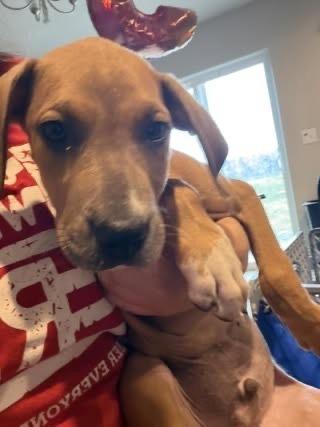 Enlarge Regan, a Adoptable mixed breed in Colorado Springs, CO image 2/4