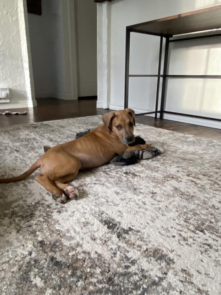 Enlarge Regan, a Adoptable mixed breed in Colorado Springs, CO image 3/4