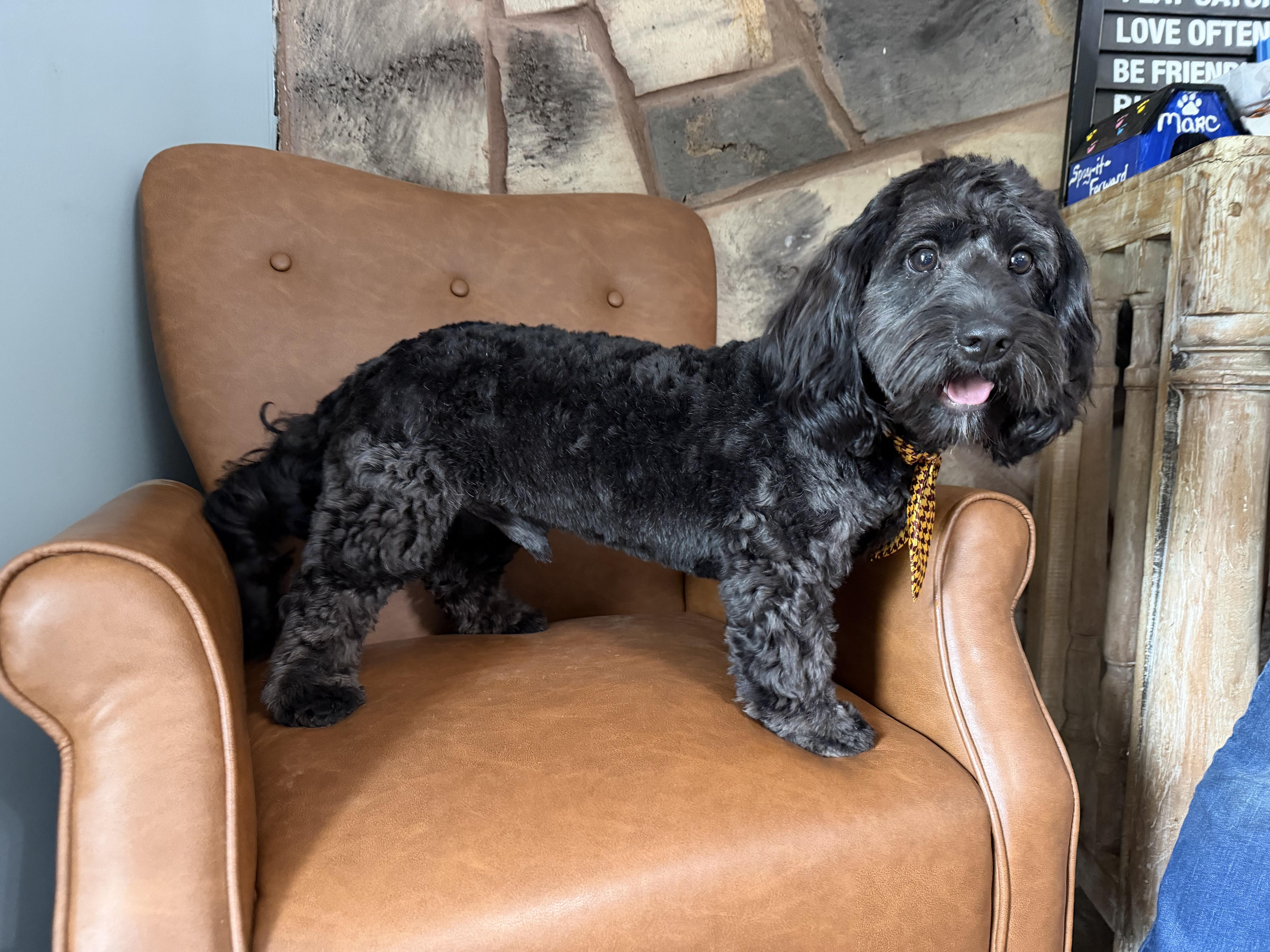 Ozzie, a ADOPTABLE Cavapoo in Sequatchie, TN image 6/6