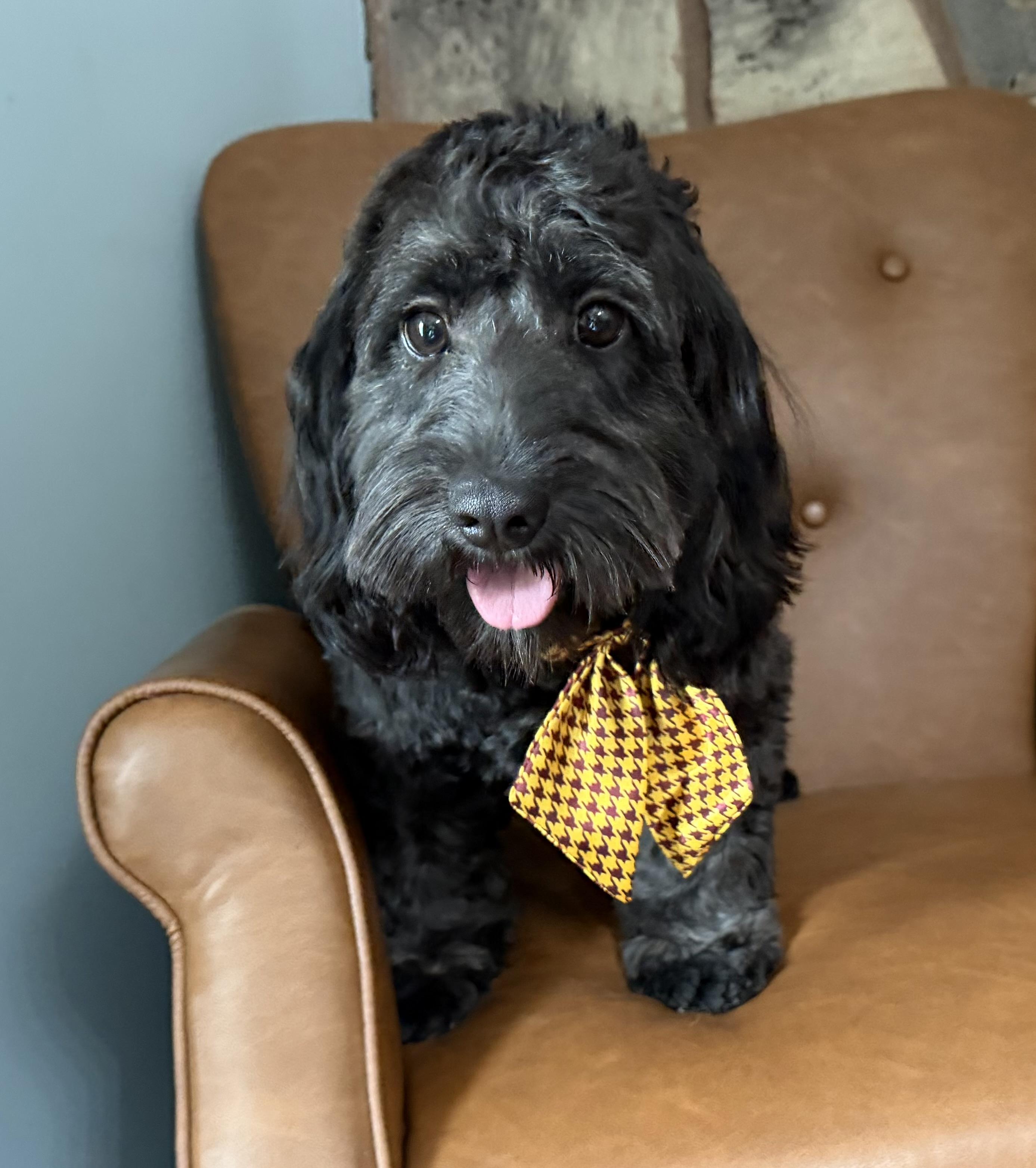 Ozzie, a ADOPTABLE Cavapoo in Sequatchie, TN image 2/6