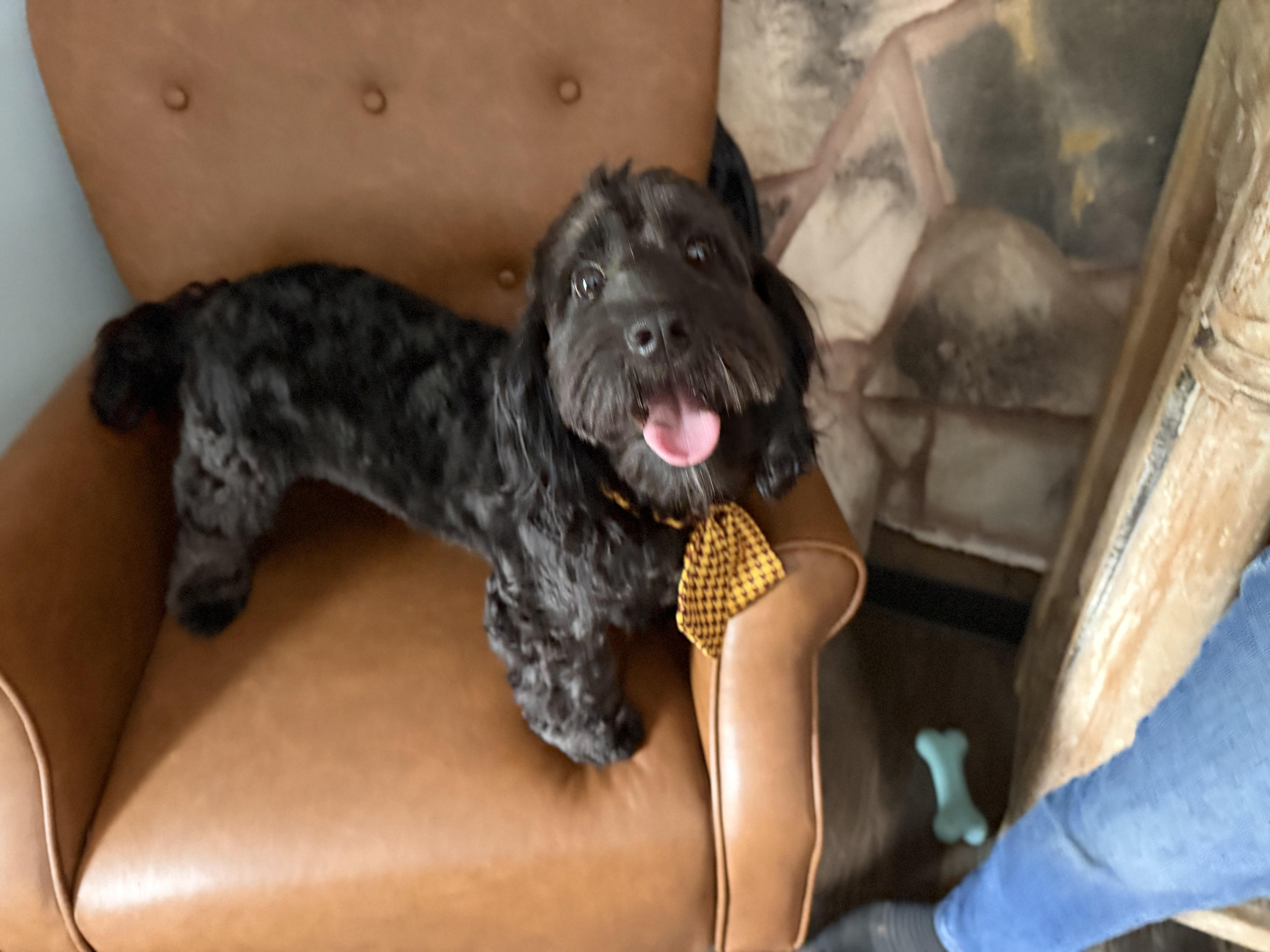 Ozzie, a ADOPTABLE Cavapoo in Sequatchie, TN image 3/6