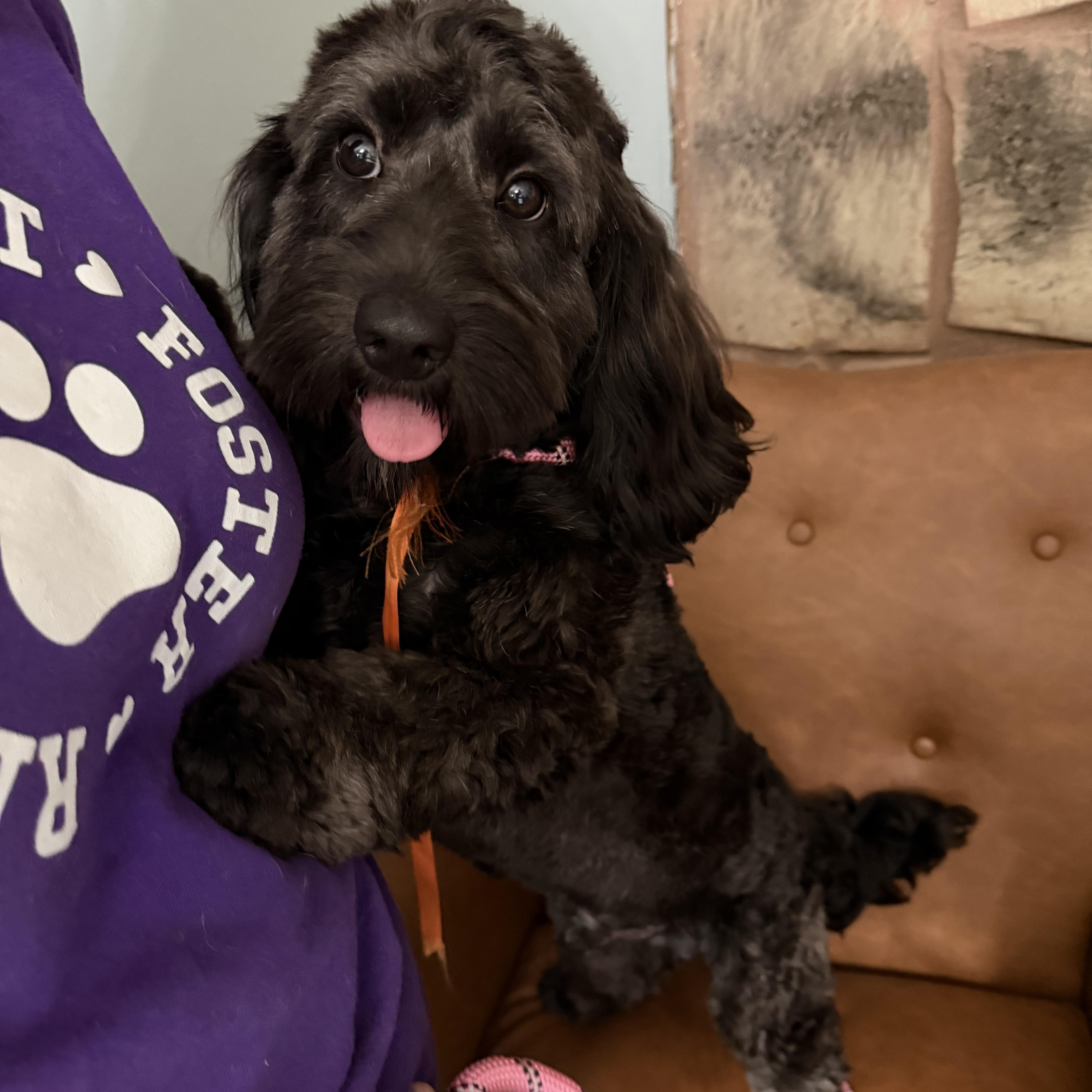 Ozzie, a ADOPTABLE Cavapoo in Sequatchie, TN image 5/6