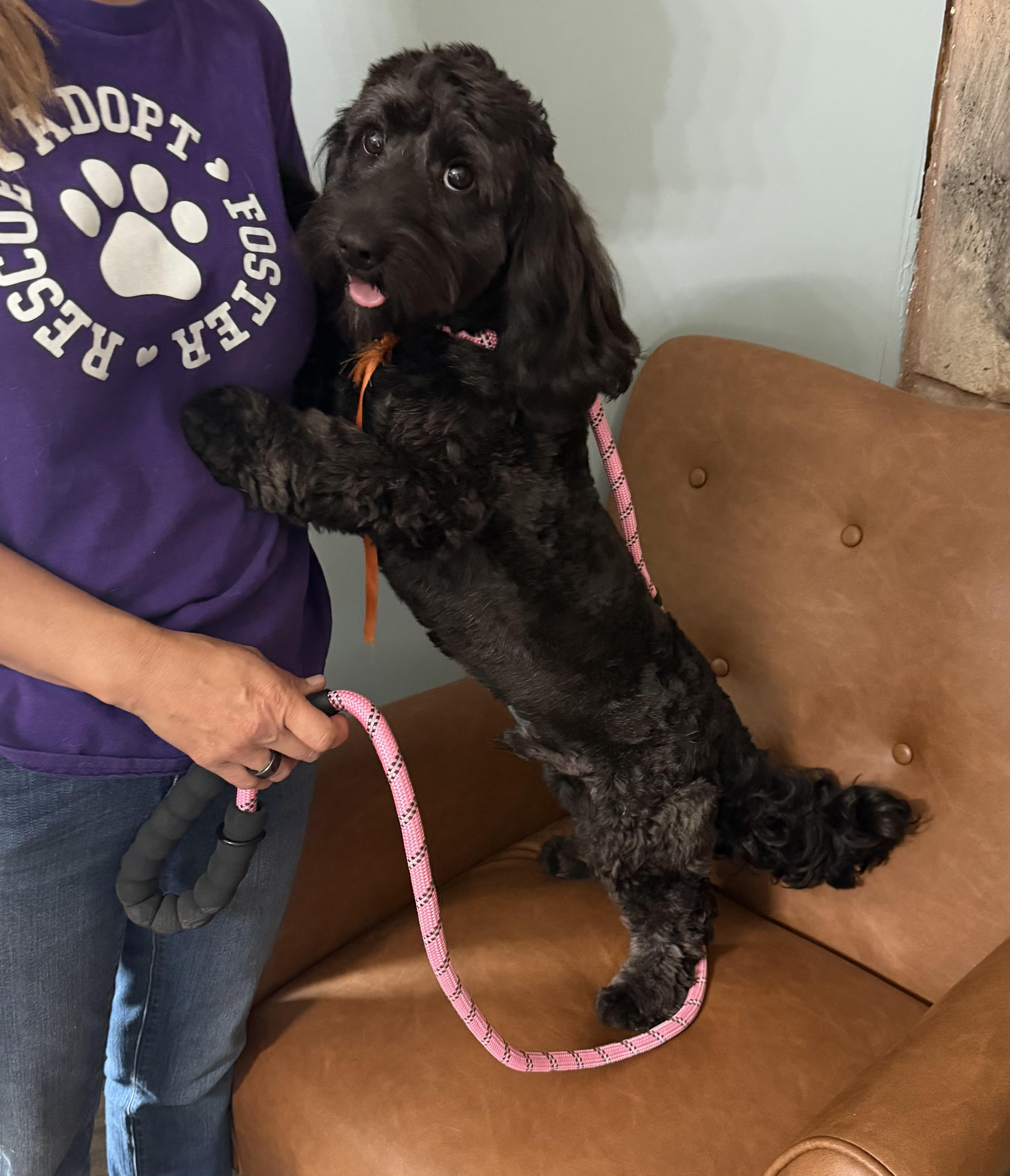 Ozzie, a ADOPTABLE Cavapoo in Sequatchie, TN image 4/6