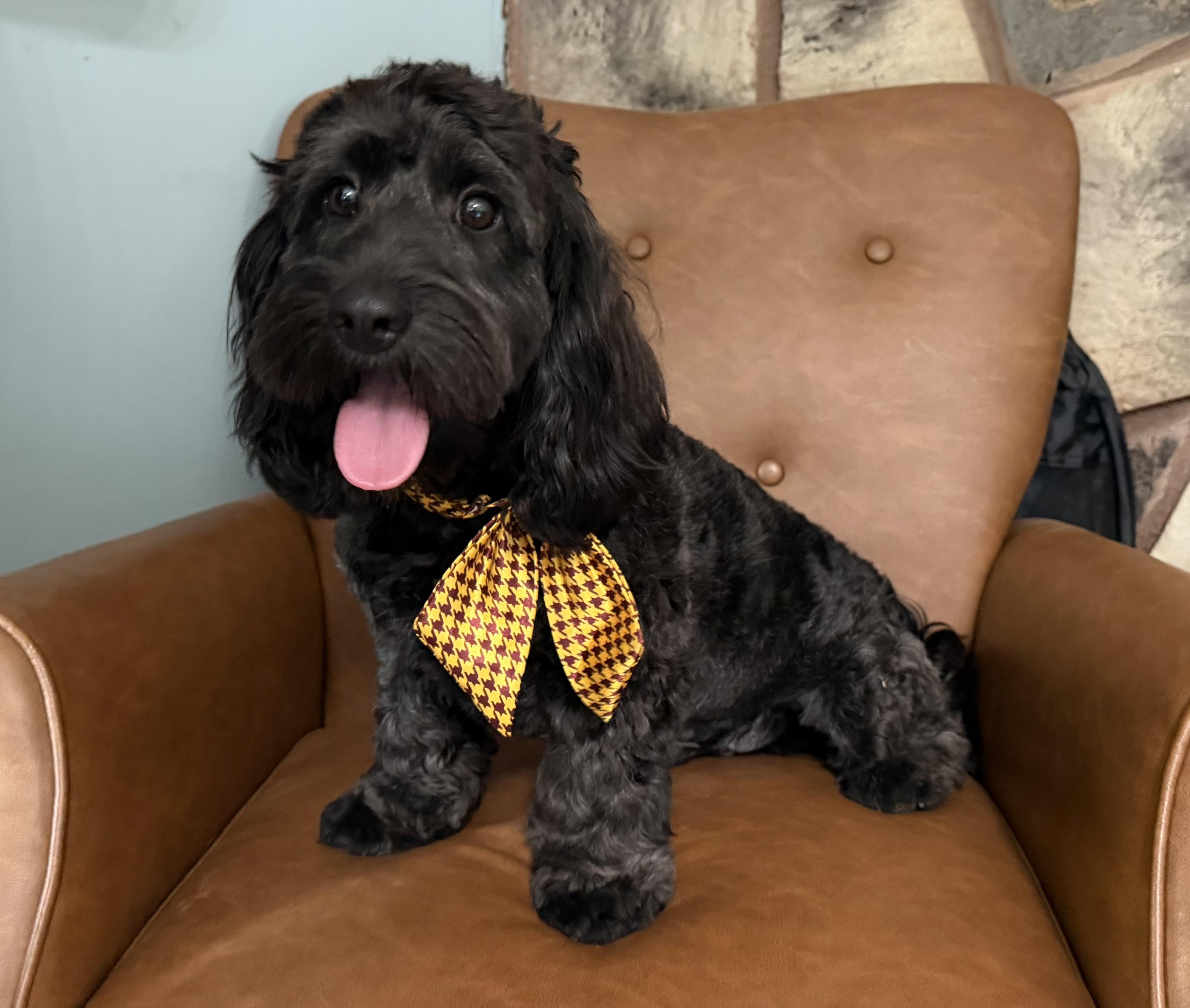 Ozzie, a ADOPTABLE Cavapoo in Sequatchie, TN image 1/6
