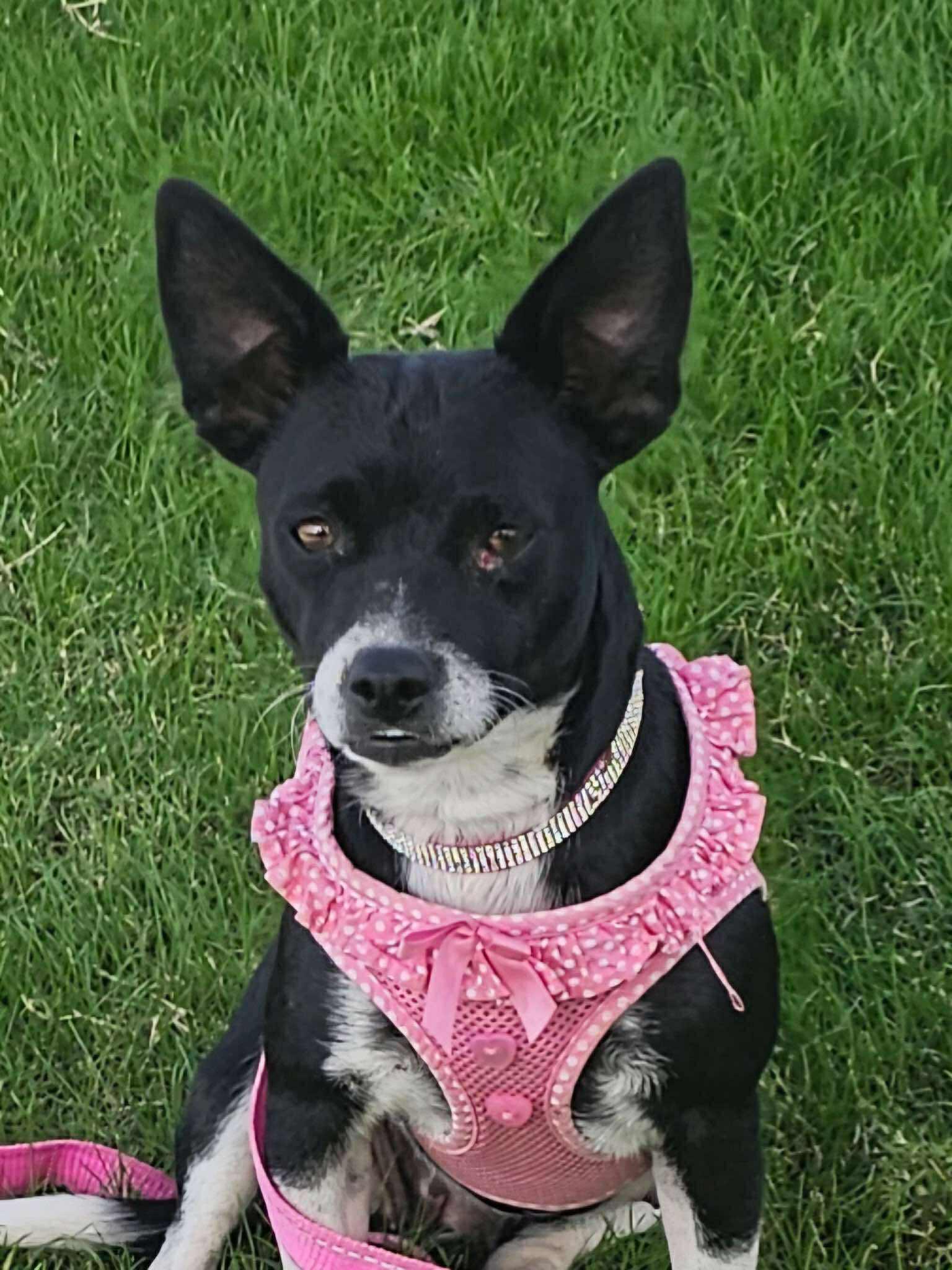 Ruby, Adoptable, Adult Female Chihuahua.