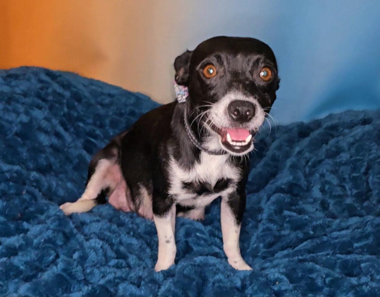 Enlarge Ruby, a Adopted mixed breed in Tempe, AZ image 3/6