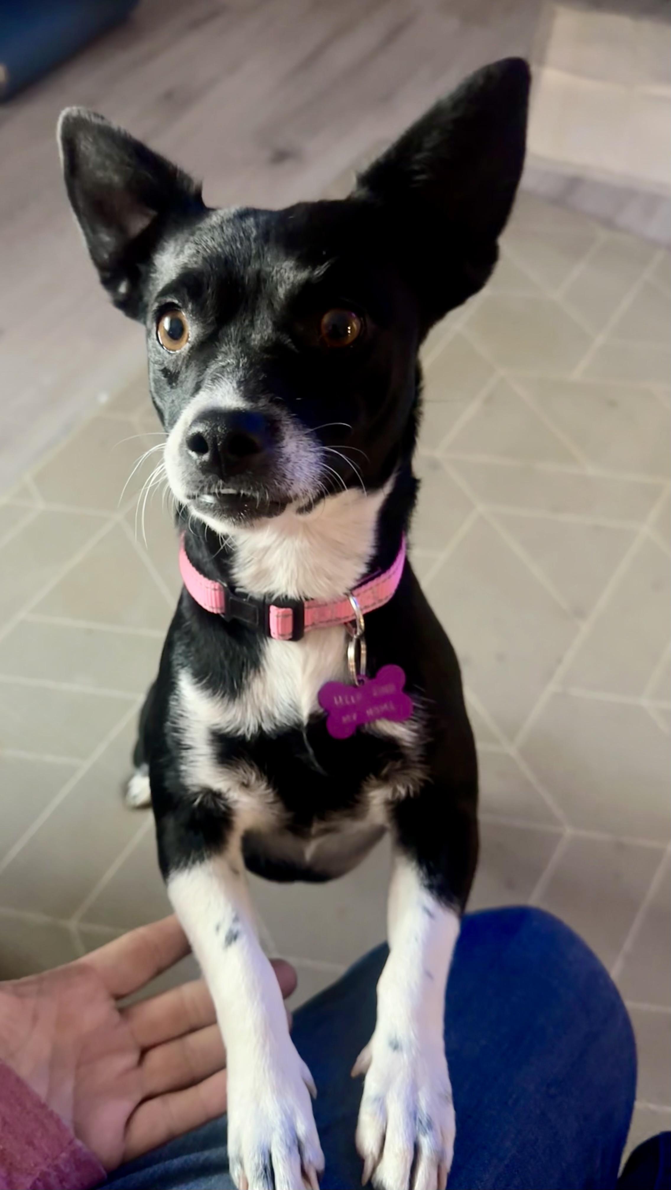 Enlarge Ruby, a Adopted mixed breed in Tempe, AZ image 6/6